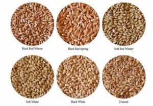 انواع گندم از نظر صنعتی