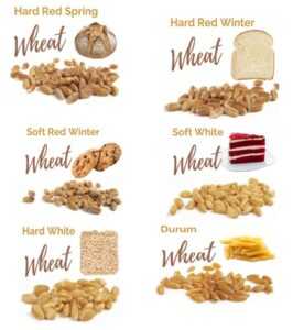 با طبقه بندی انواع گندم آشنا شوید